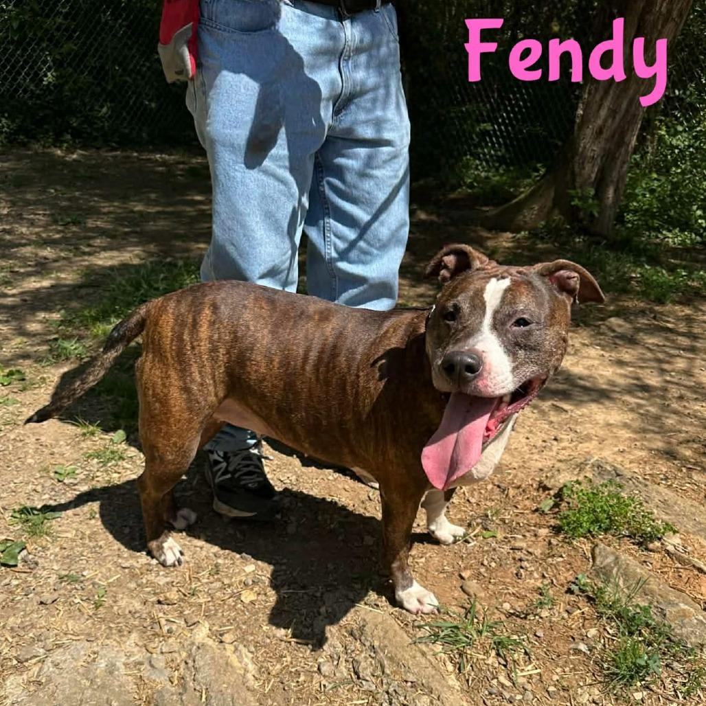 Enlarge Fendy, a Adoptable mixed breed in Oak Ridge, TN image 4/6