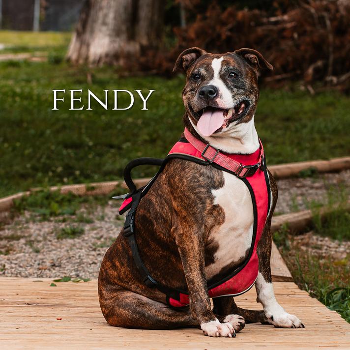Fendy, a Adoptable mixed breed in Oak Ridge, TN image 2/2