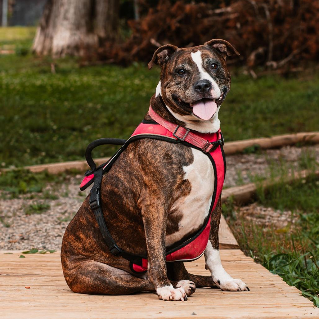 Enlarge Fendy, a Adoptable mixed breed in Oak Ridge, TN image 6/6