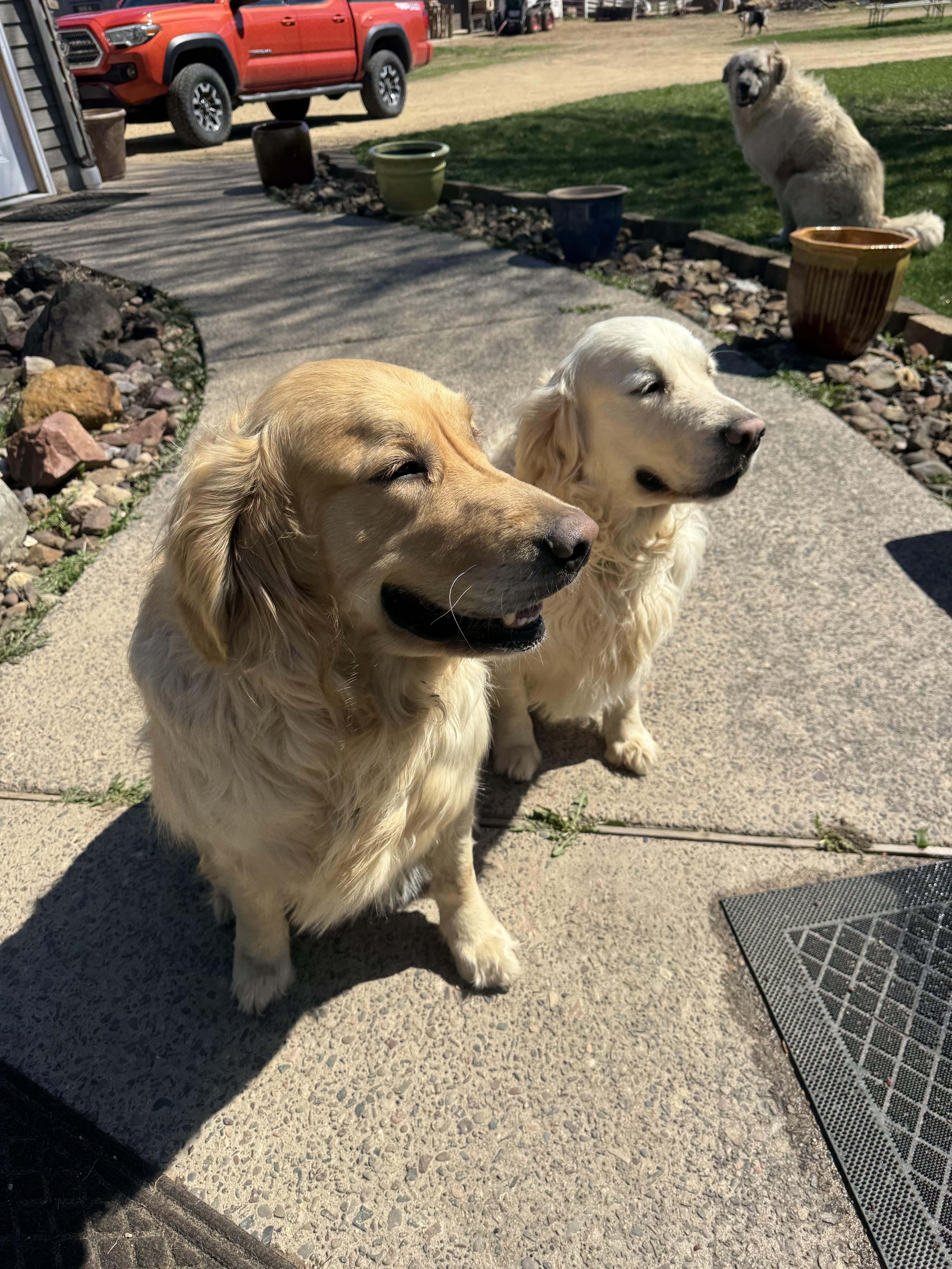 Finn and Ottis, a ADOPTABLE Golden Retriever in Glenwood City, WI image 4/5