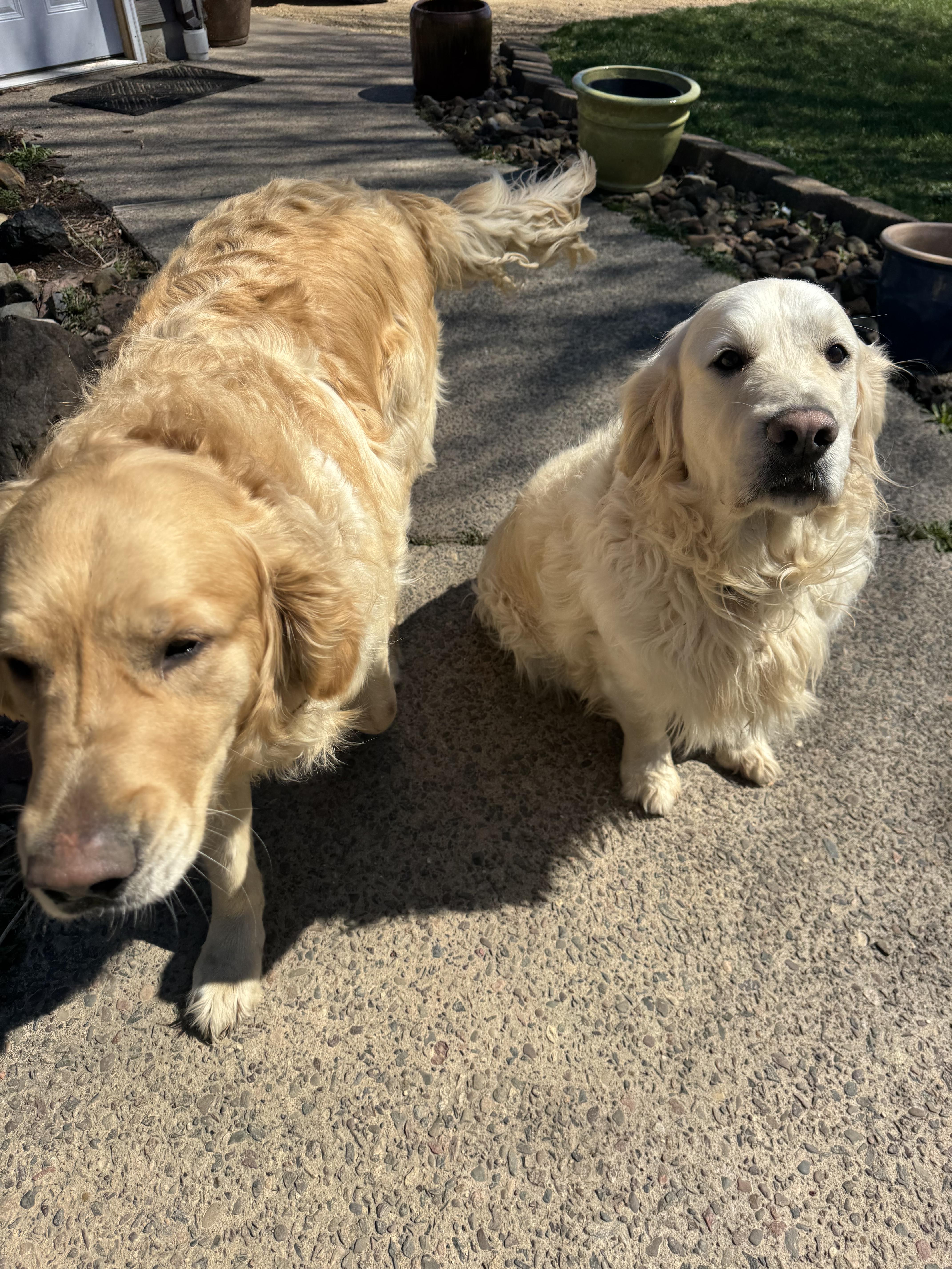 Finn and Ottis, a ADOPTABLE Golden Retriever in Glenwood City, WI image 3/5