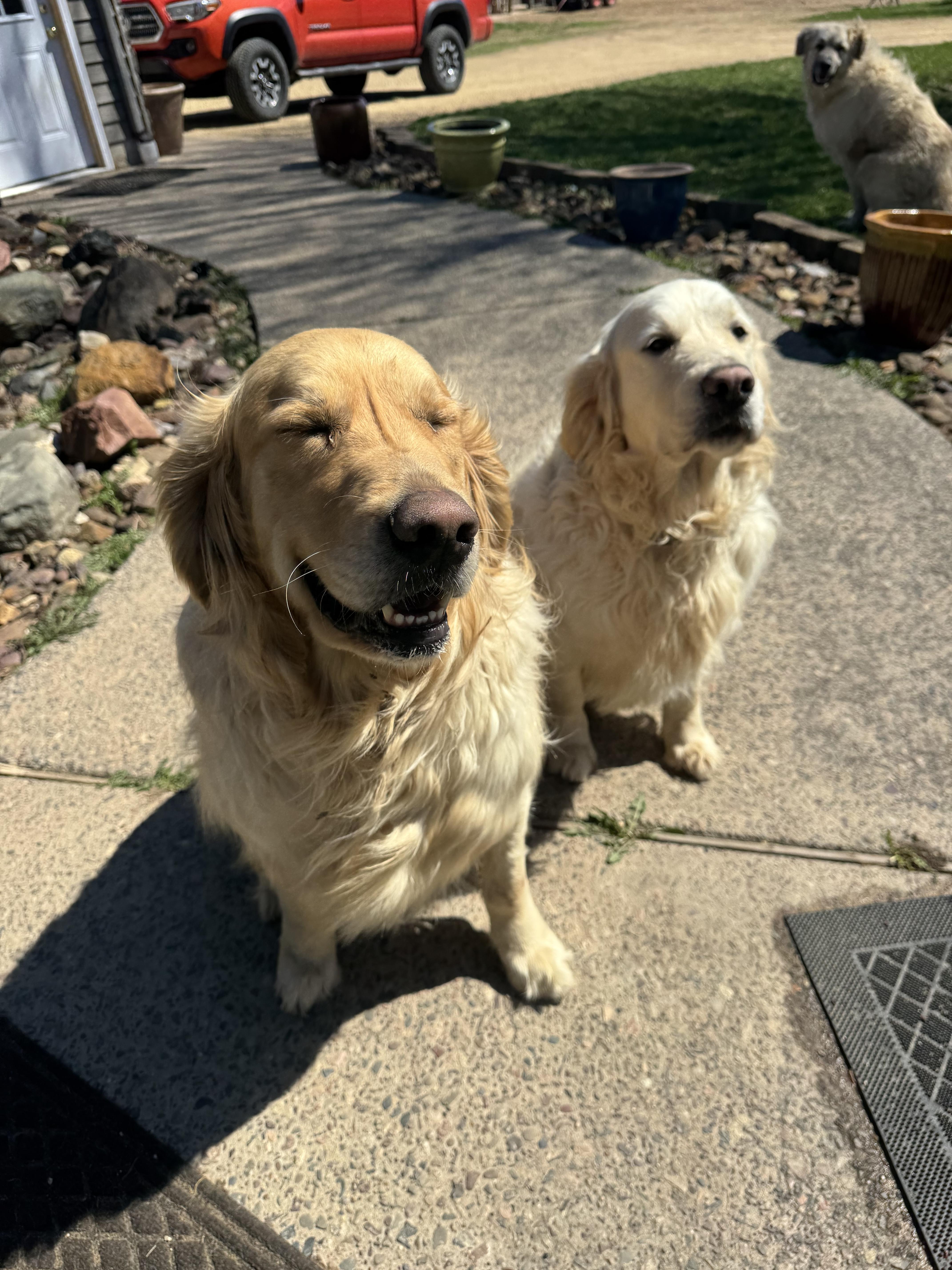 Finn and Ottis, a ADOPTABLE Golden Retriever in Glenwood City, WI image 5/5