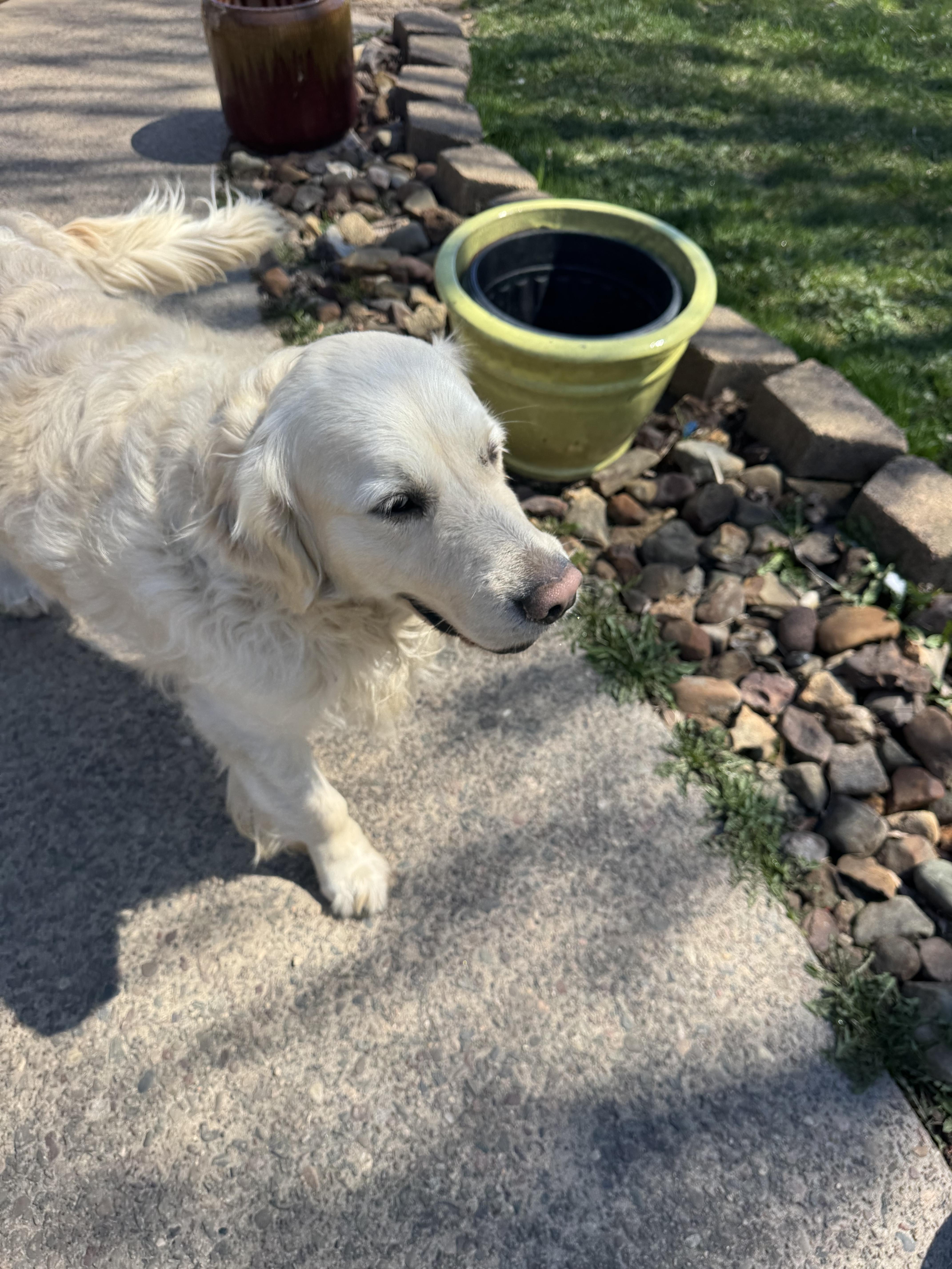 Finn and Ottis, a ADOPTABLE Golden Retriever in Glenwood City, WI image 2/5