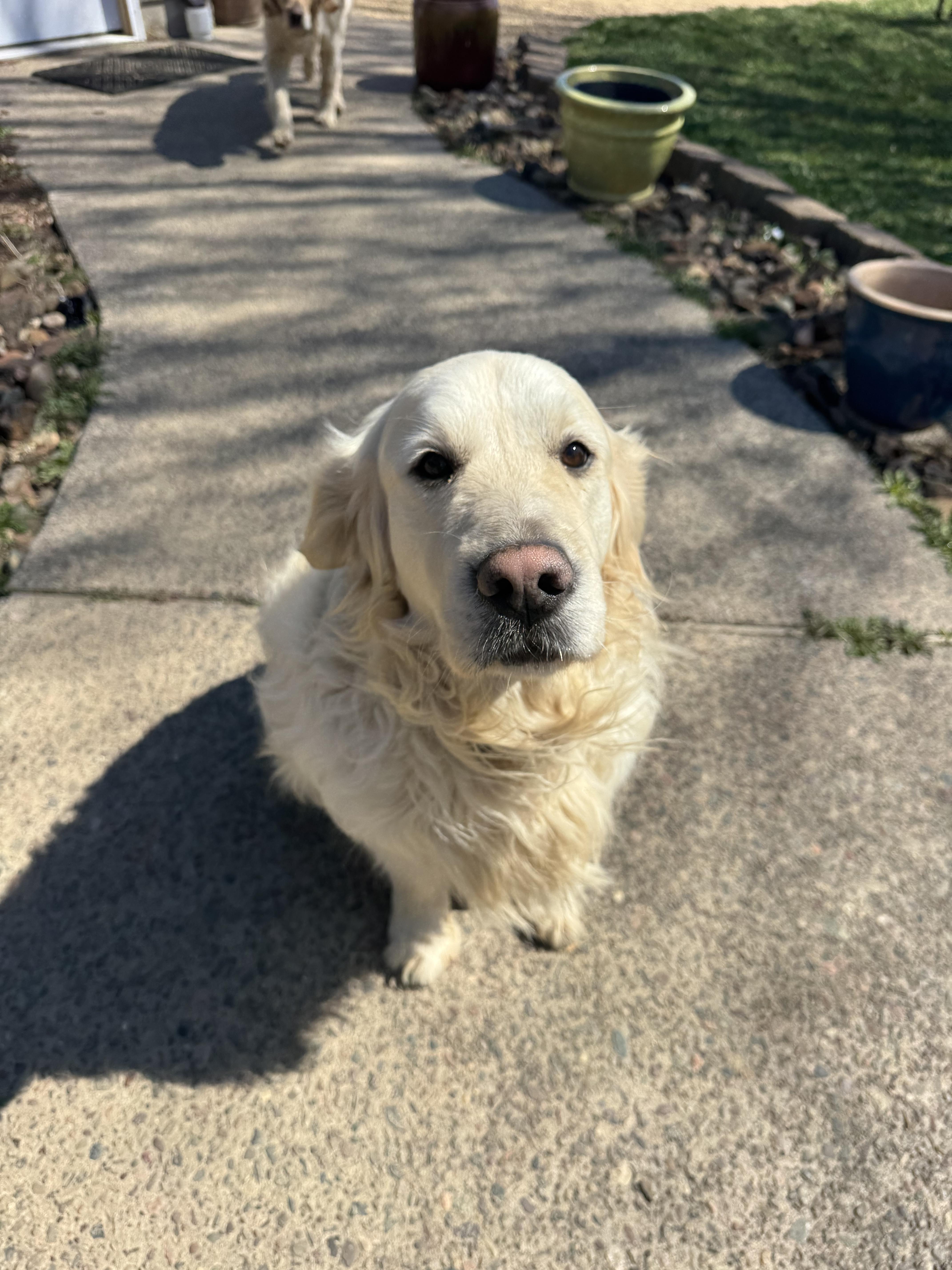 Finn and Ottis, a ADOPTABLE Golden Retriever in Glenwood City, WI image 1/5