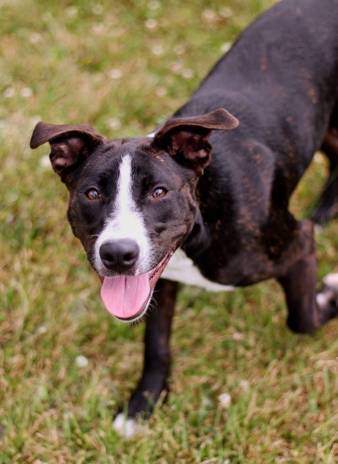 Bea, an adopted mixed breed in Battle Creek, MI image 2/6