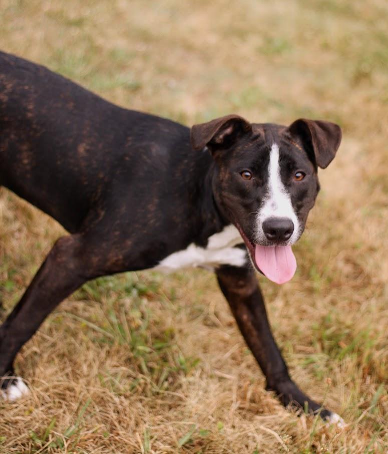 Bea, an adopted mixed breed in Battle Creek, MI image 6/6