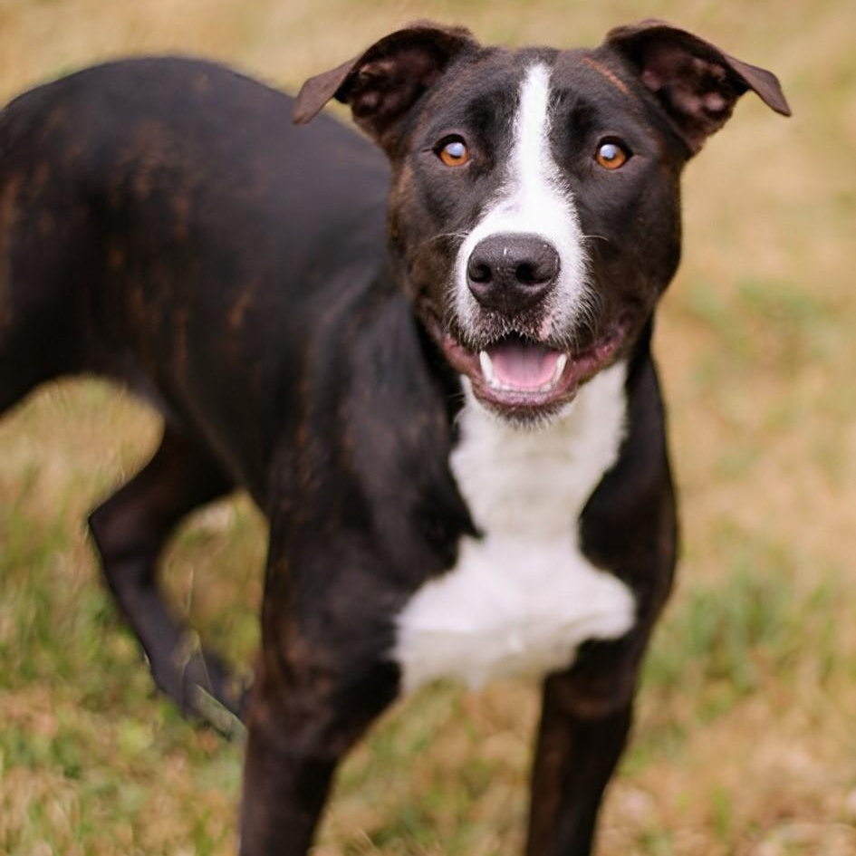 Bea, adopted, Puppy Female Terrier & Australian Cattle Dog / Blue Heeler.