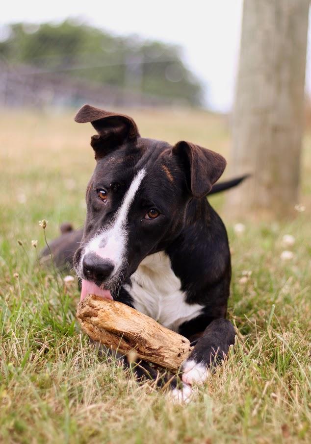 Bea, an adopted mixed breed in Battle Creek, MI image 5/6