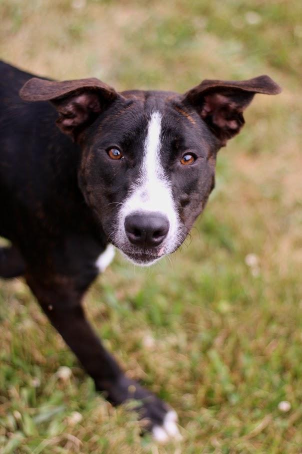 Bea, an adopted mixed breed in Battle Creek, MI image 3/6