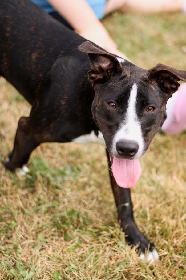 Bea, an adopted mixed breed in Battle Creek, MI image 4/6