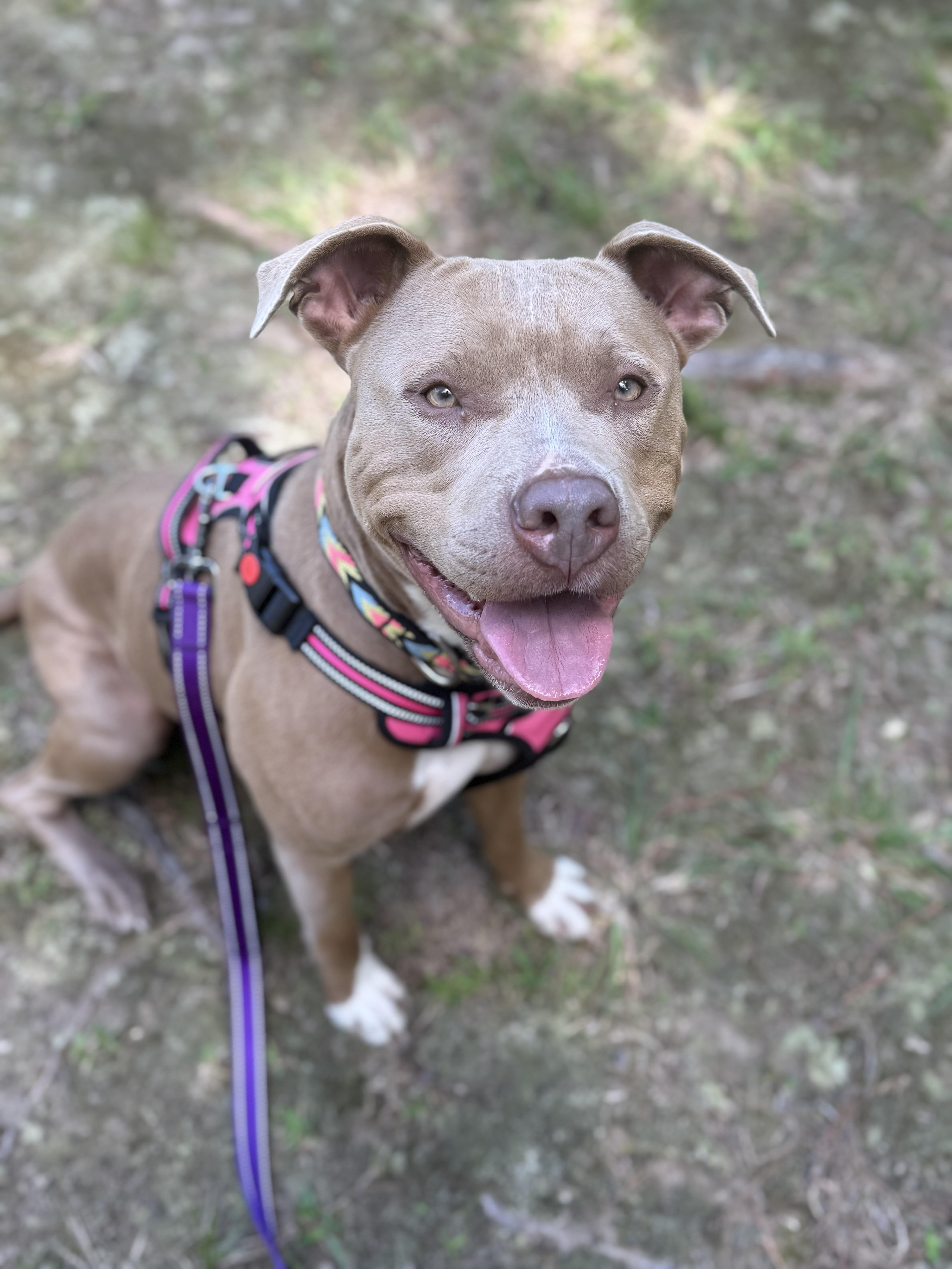 Enlarge Vada, a Adopted mixed breed in Saluda, VA image 3/3
