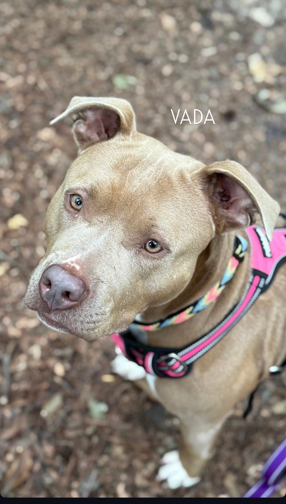 Enlarge Vada, a Adopted mixed breed in Saluda, VA image 2/3