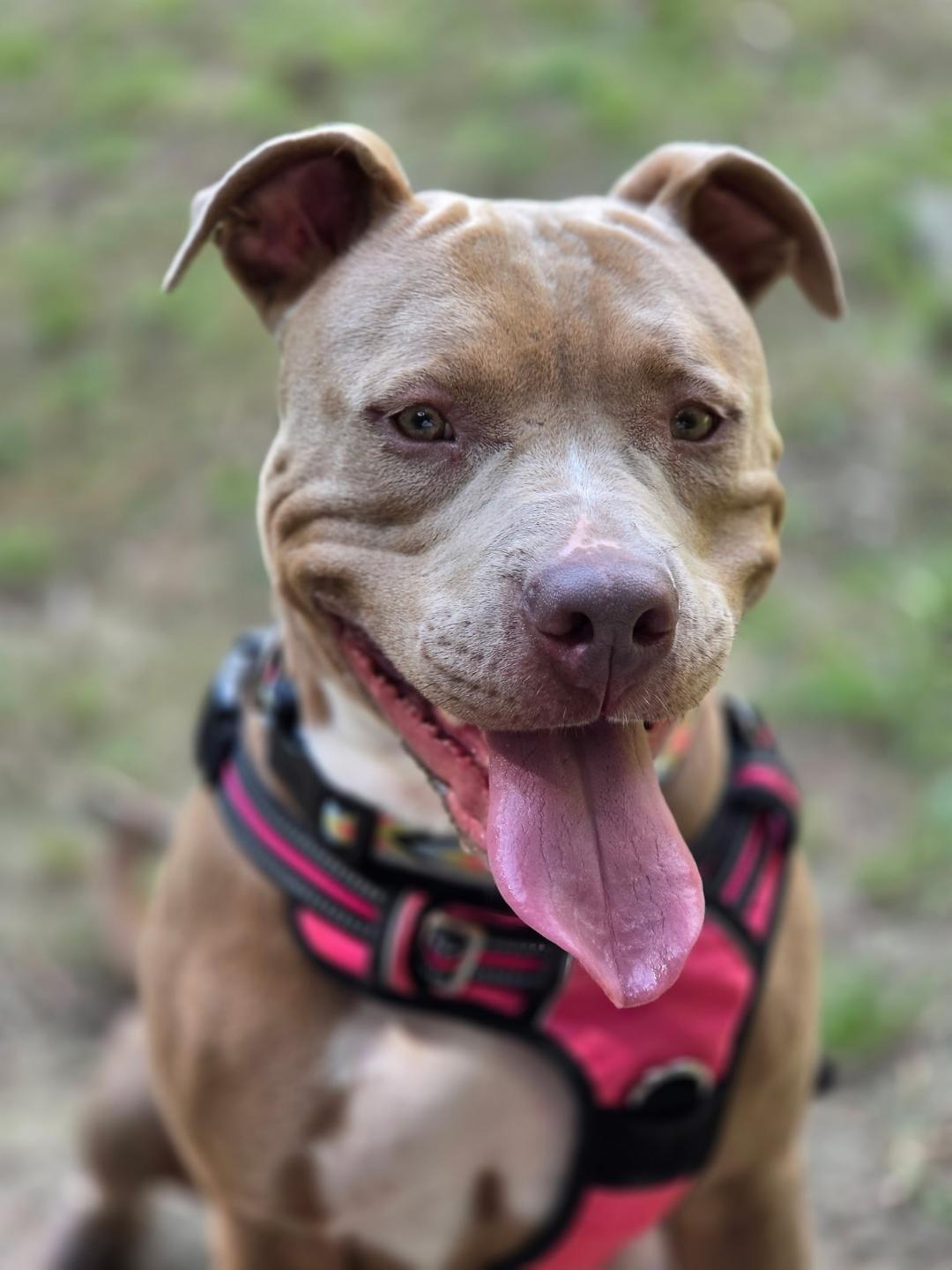 Vada, Adopted, Adult Female American Staffordshire Terrier & Pit Bull Terrier.
