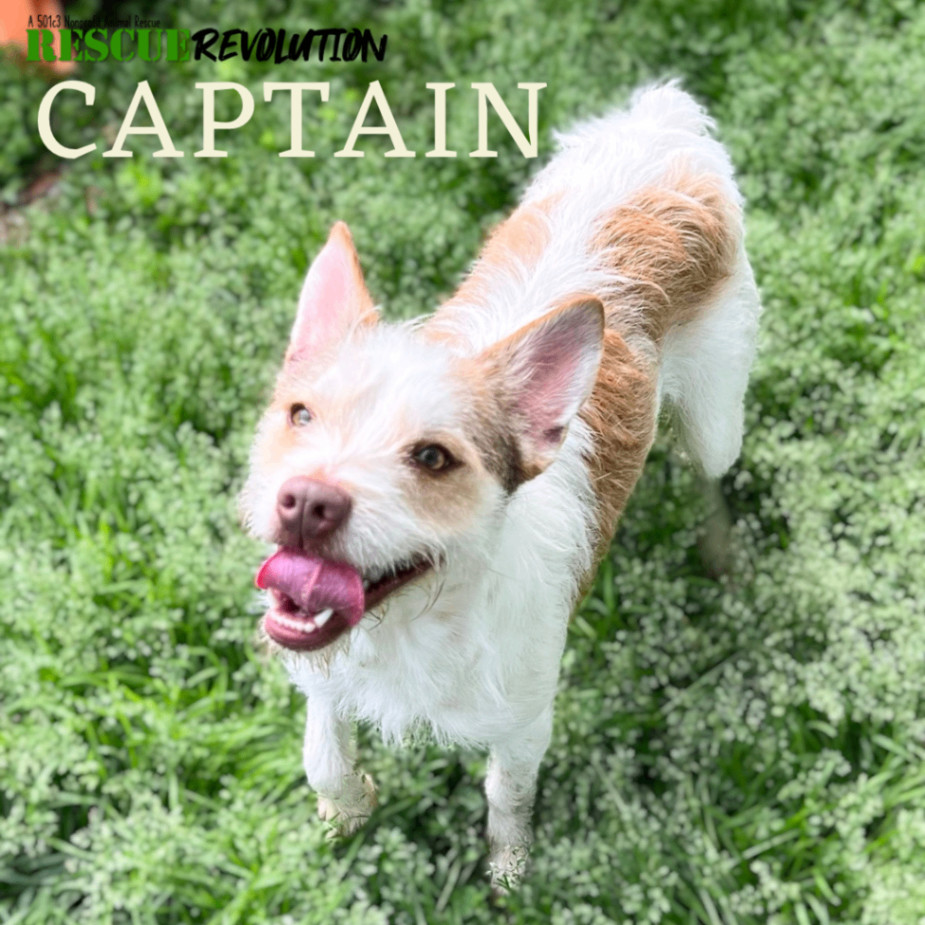 Captain, Adoptable, Young Male Miniature Schnauzer & French Bulldog.