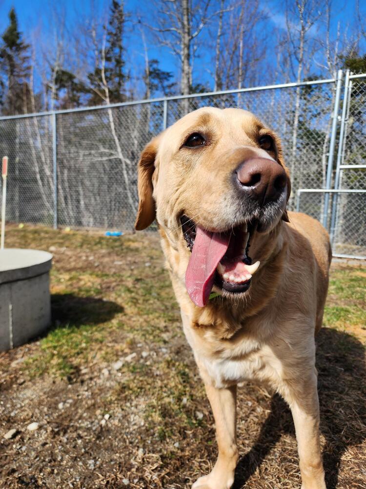 Stetson, Adoptable, Adult Male Labrador Retriever.