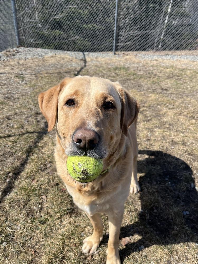 Enlarge Stetson, a Adoptable mixed breed in Trenton, ME image 3/6