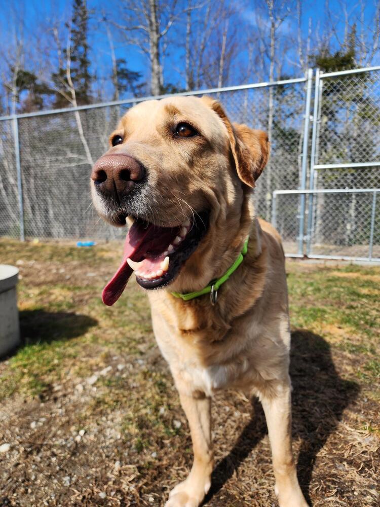 Enlarge Stetson, a Adoptable mixed breed in Trenton, ME image 4/6