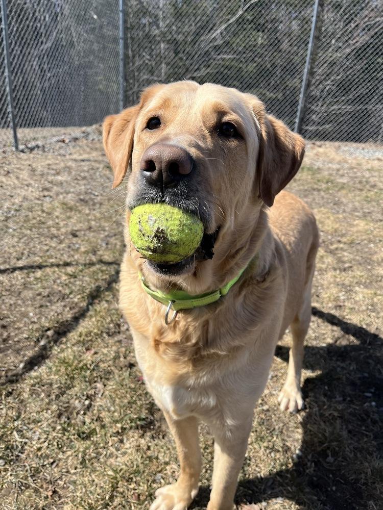 Enlarge Stetson, a Adoptable mixed breed in Trenton, ME image 4/6
