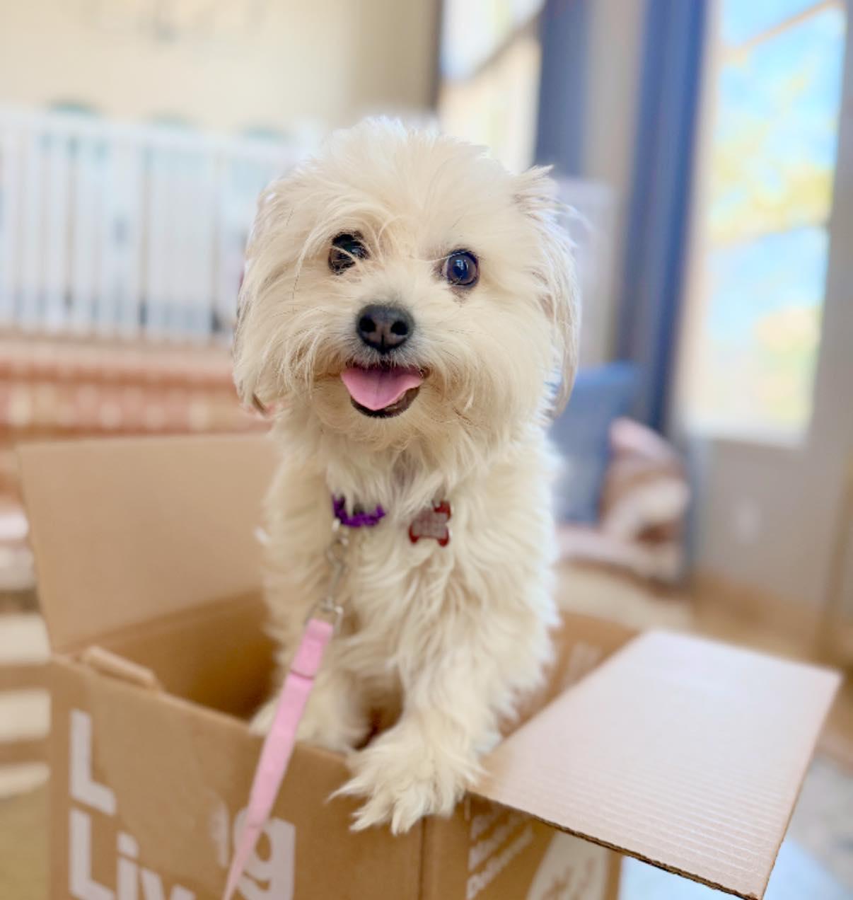 Kitten, Adoptable, Adult Female Maltese & Shih Tzu.