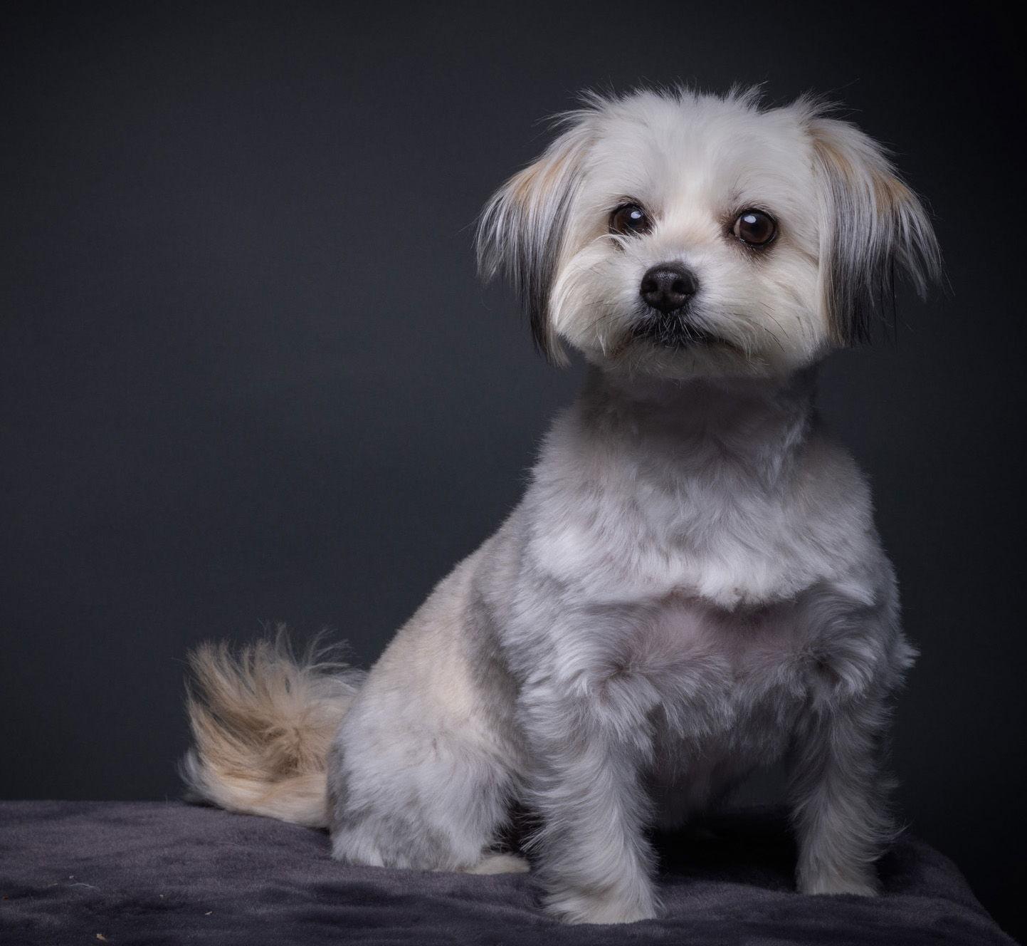 Kitten, Adoptable, Adult Female Maltese & Shih Tzu.