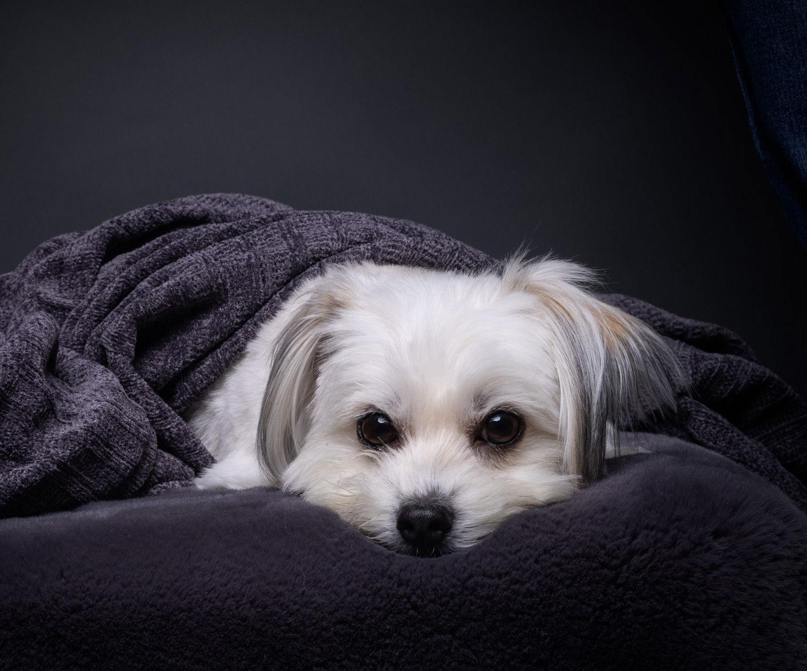 Enlarge Kitten, a Adoptable mixed breed in Palo Alto, CA image 2/3