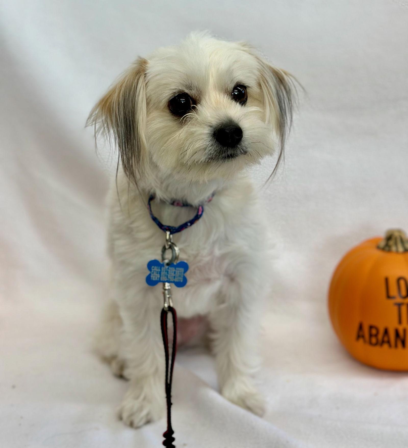 Kitten, a Adoptable mixed breed image 2/3