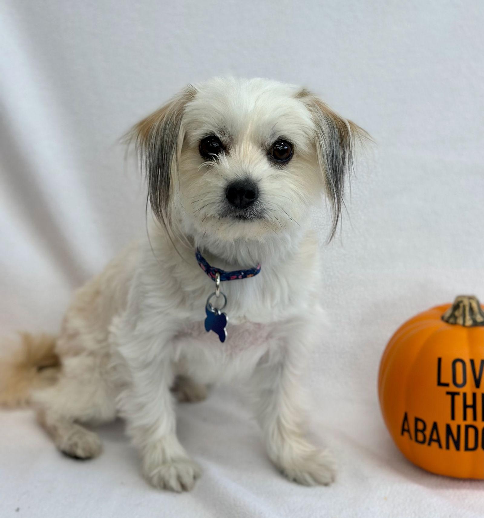 Kitten, a Adoptable mixed breed image 3/3