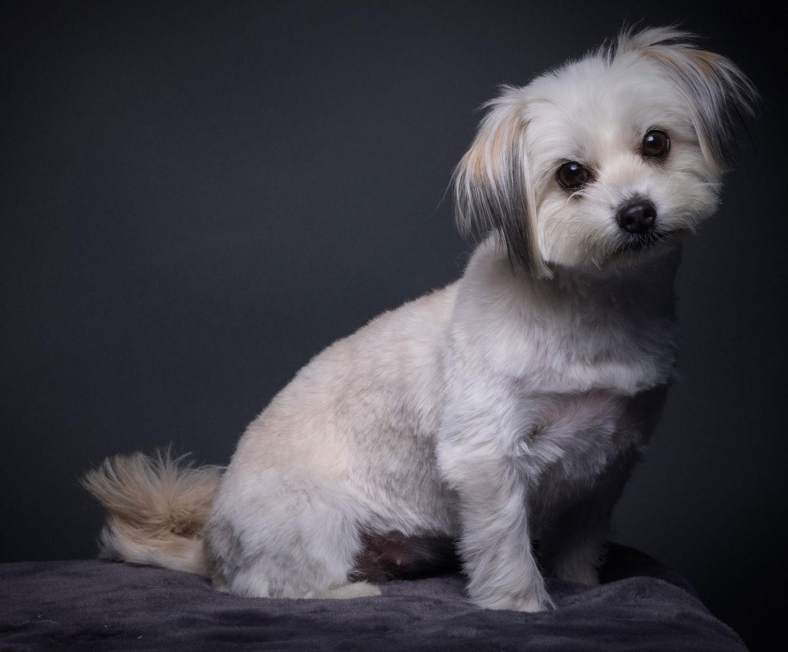 Enlarge Kitten, a Adoptable mixed breed in Palo Alto, CA image 3/3