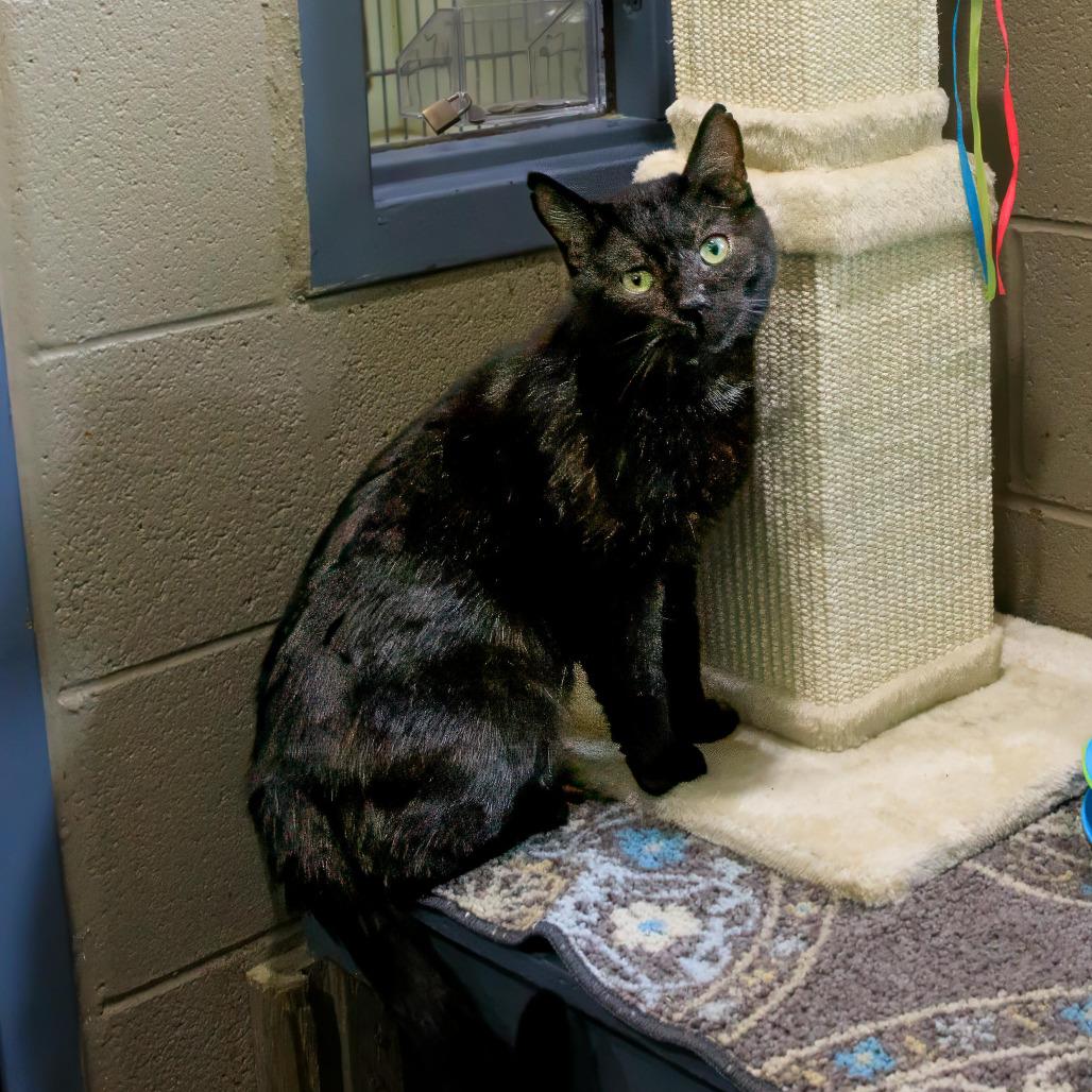 Tobias, Adoptable, Adult Male Domestic Short Hair & Domestic Short Hair.