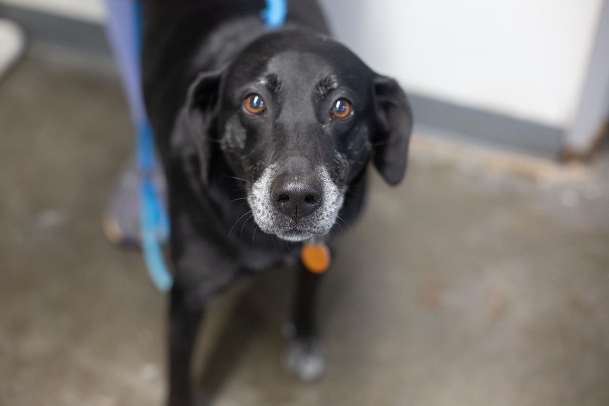 Bethy, Adoptable, Adult Female Black Labrador Retriever.
