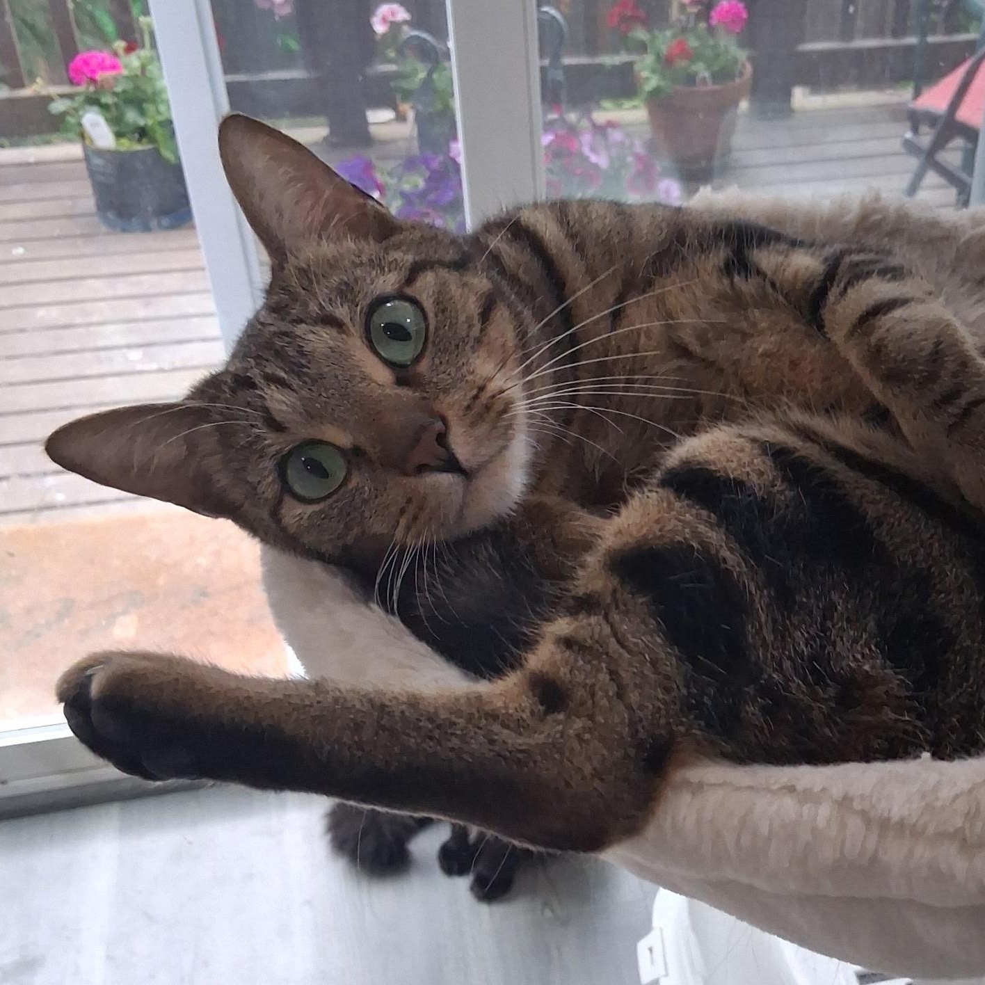 Samuel, a Adoptable Domestic Short Hair in Bothell, WA image 3/3