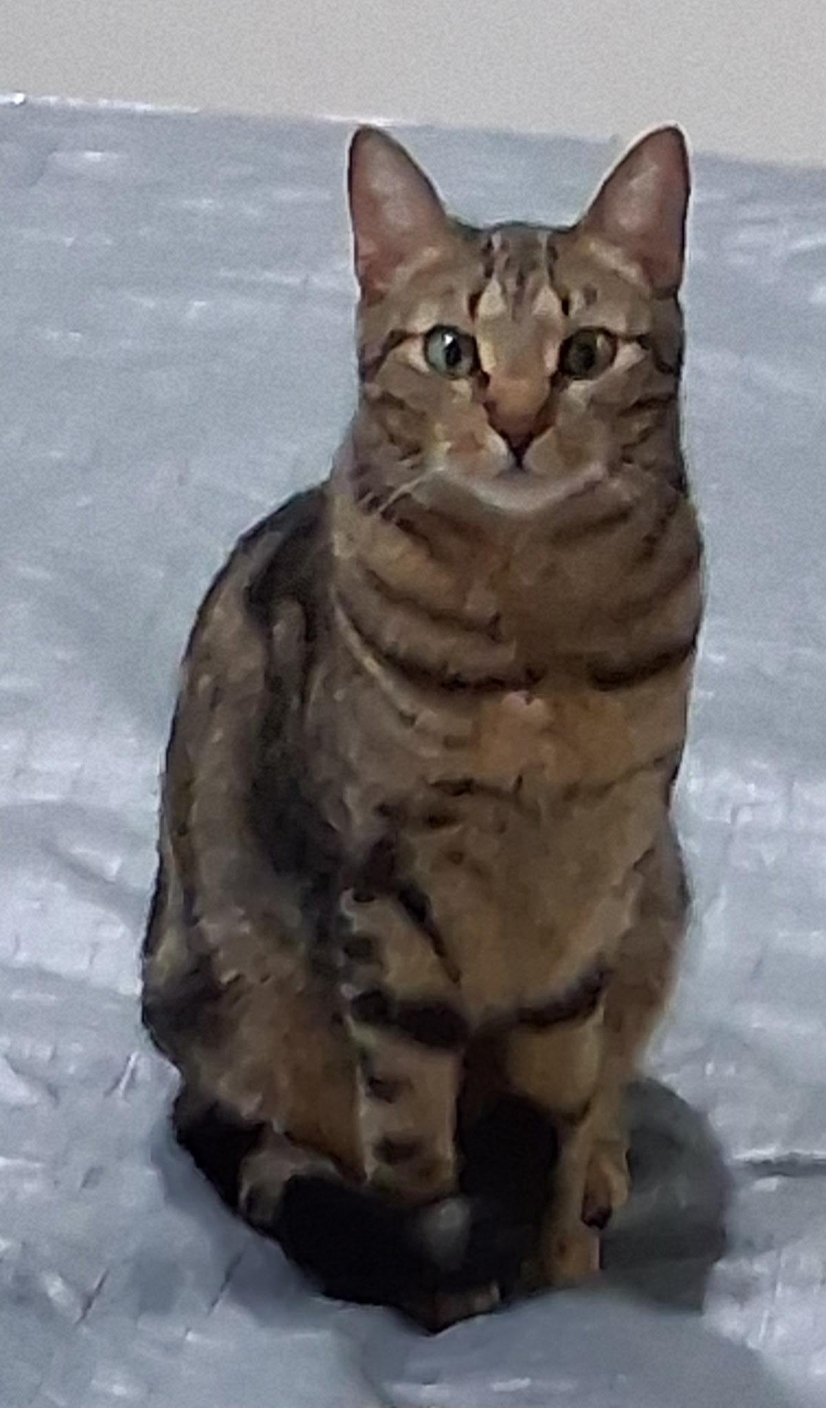 Samuel, Adoptable, Adult Female Domestic Short Hair.