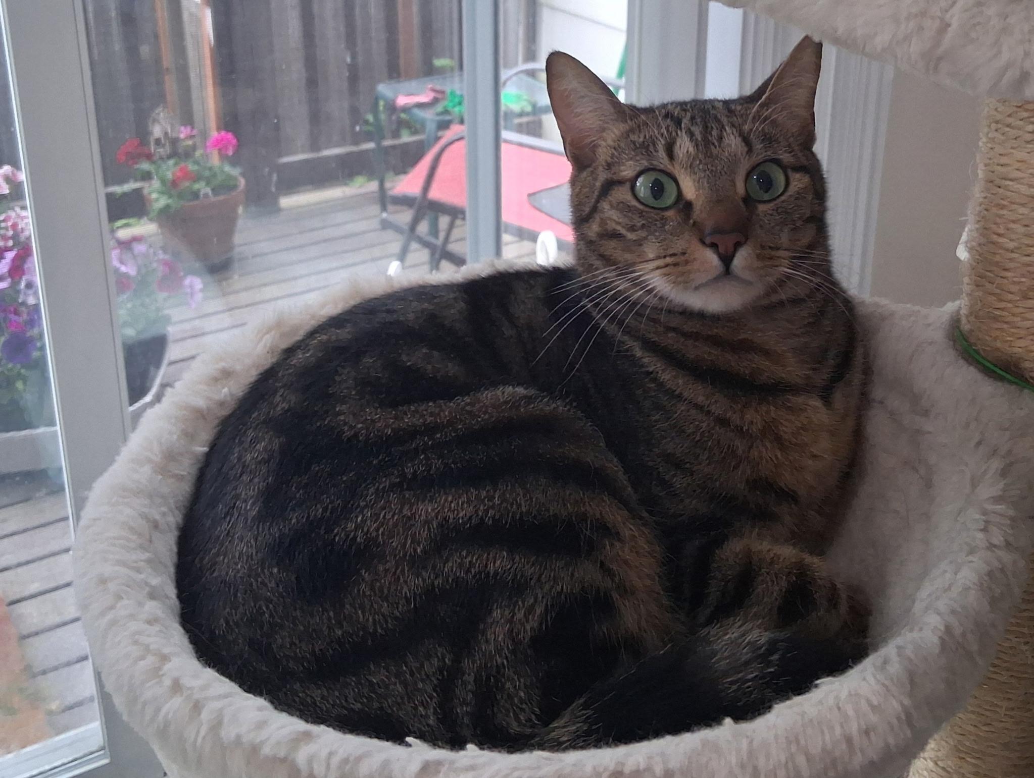Samuel, a Adoptable Domestic Short Hair in Bothell, WA image 2/3