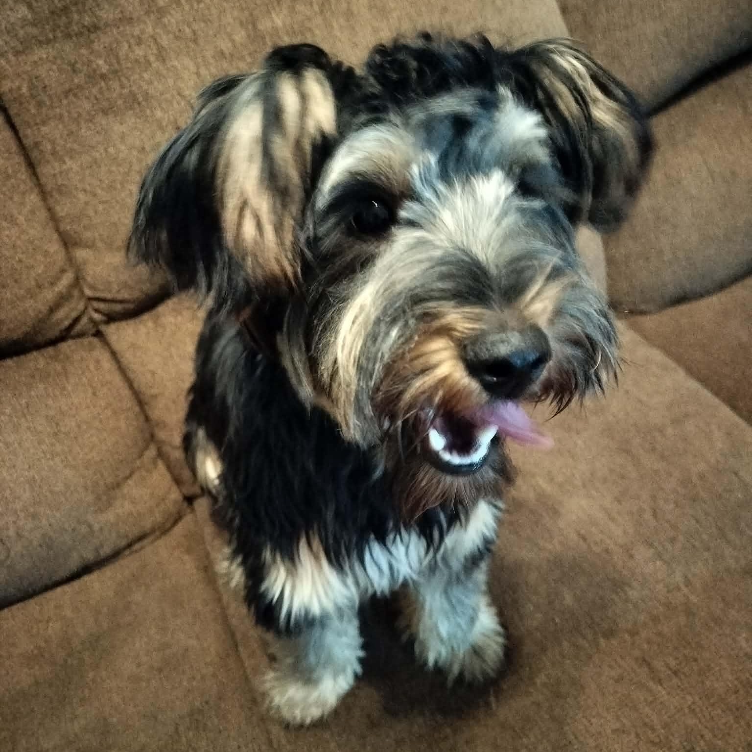 Enlarge MAX, a Adopted Yorkshire Terrier in Harlem, GA image 2/3