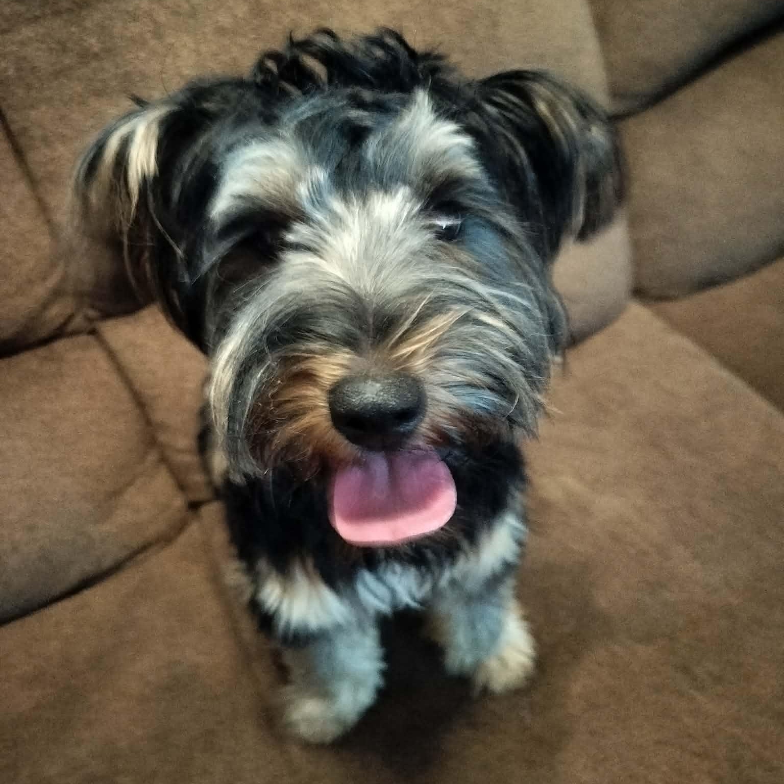 MAX, Adopted, Young Male Yorkshire Terrier.