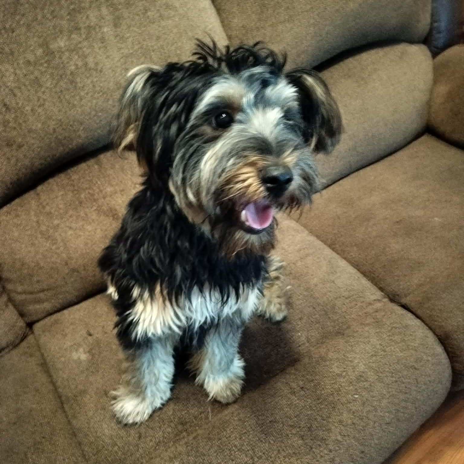 Enlarge MAX, a Adopted Yorkshire Terrier in Harlem, GA image 3/3