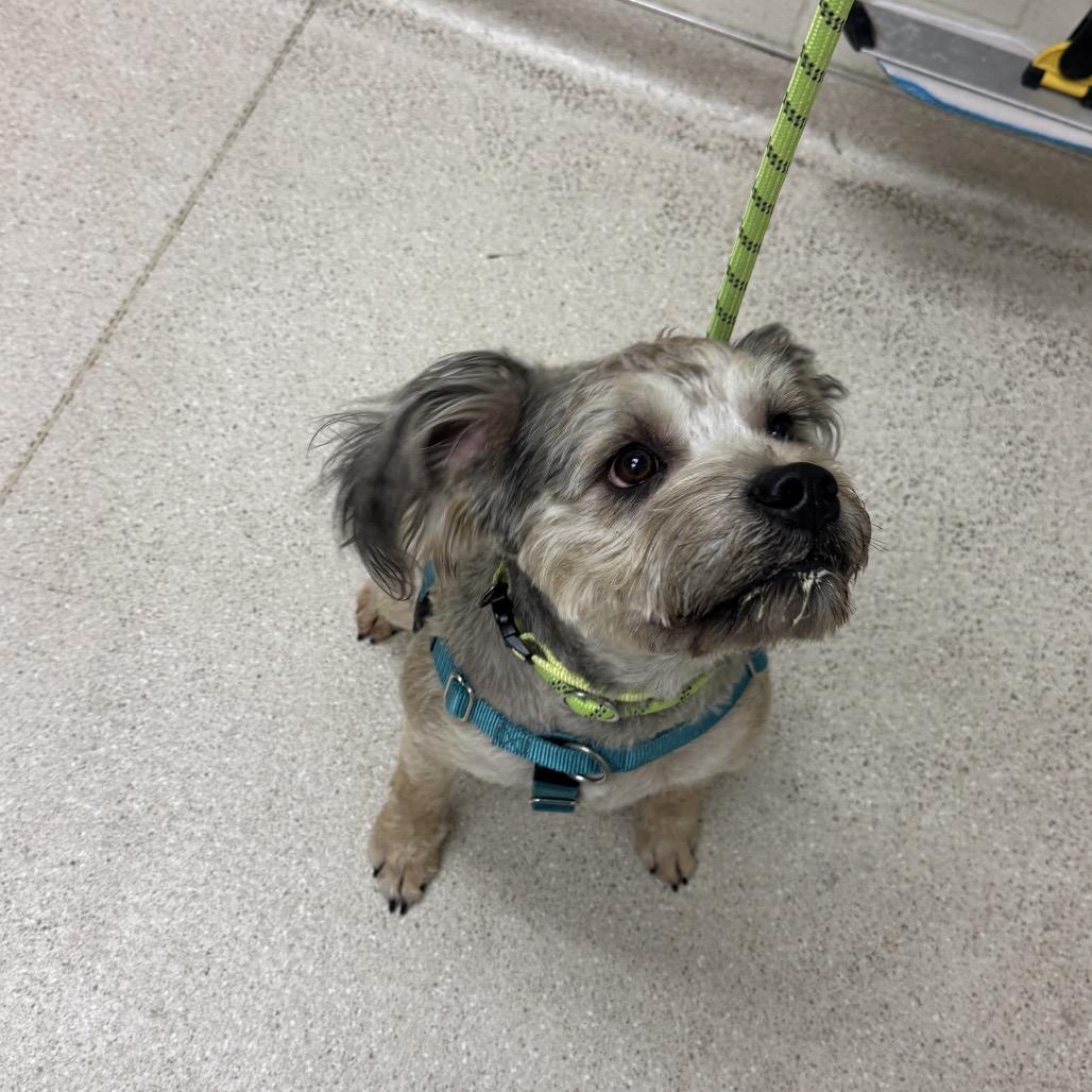 Nugget, Adoptable, Adult Male Mixed Breed.