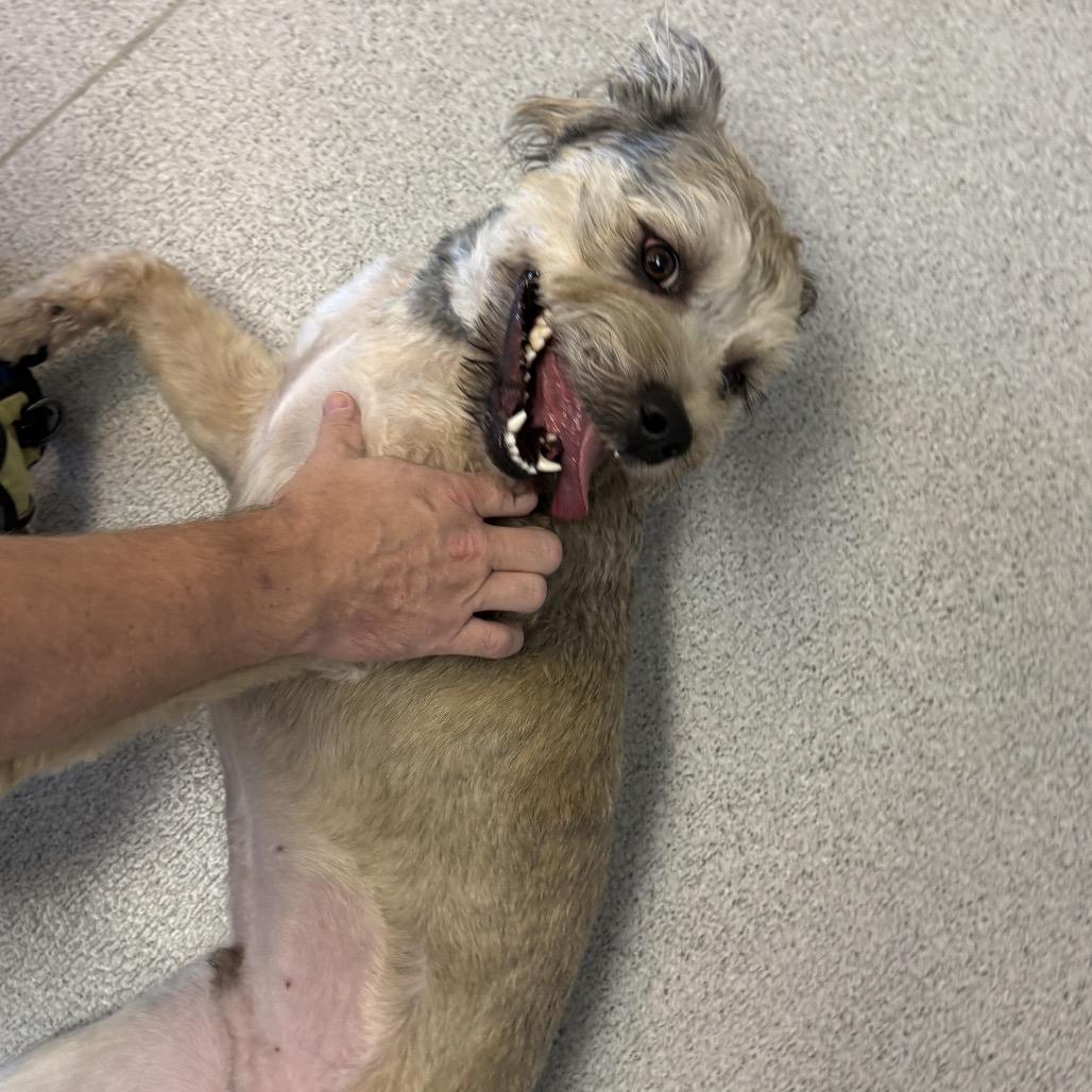 Enlarge Nugget, a Adoptable Mixed Breed in Murray, UT image 2/2