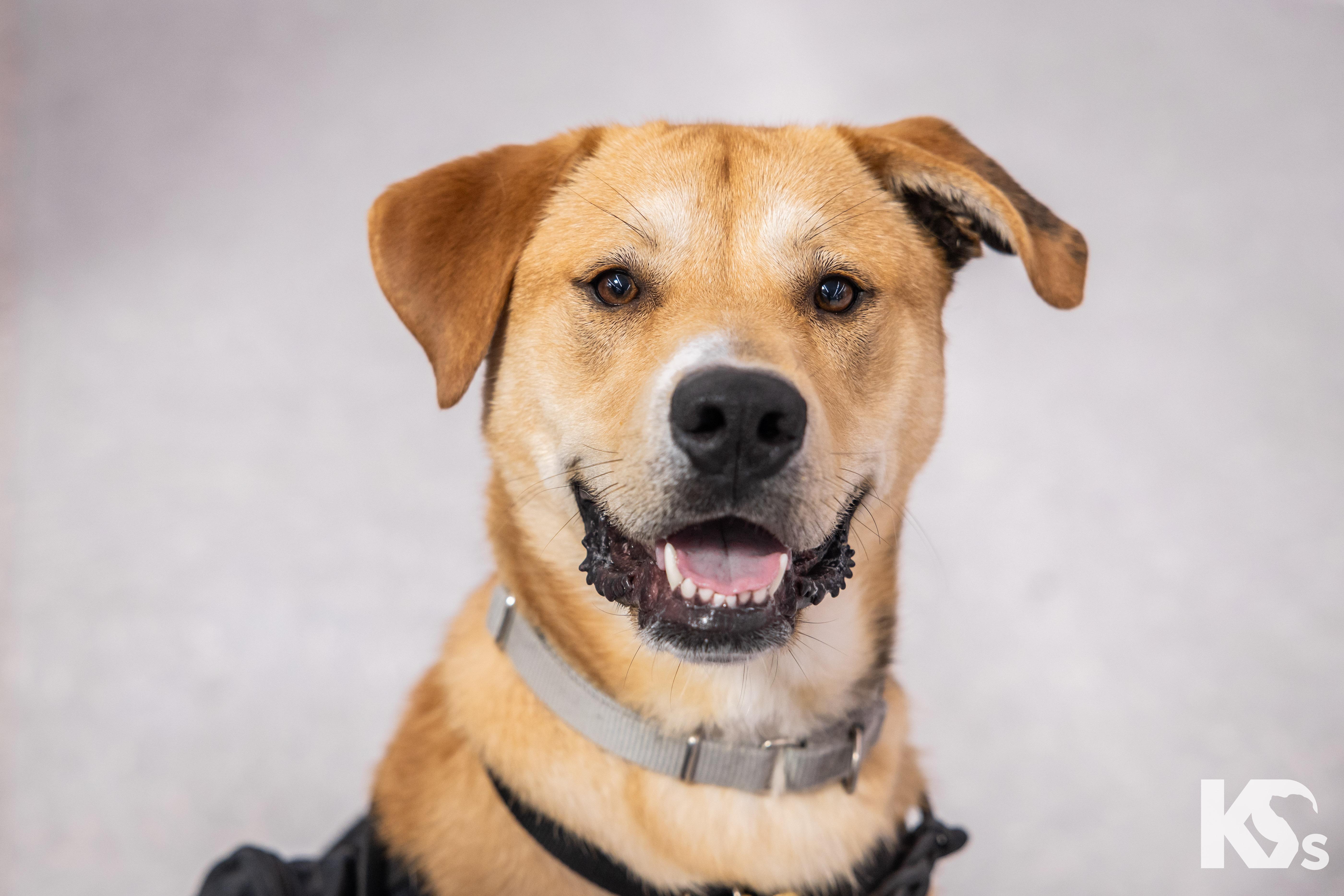 Enlarge Murray, a Adopted mixed breed in Ponte Vedra, FL image 1/5
