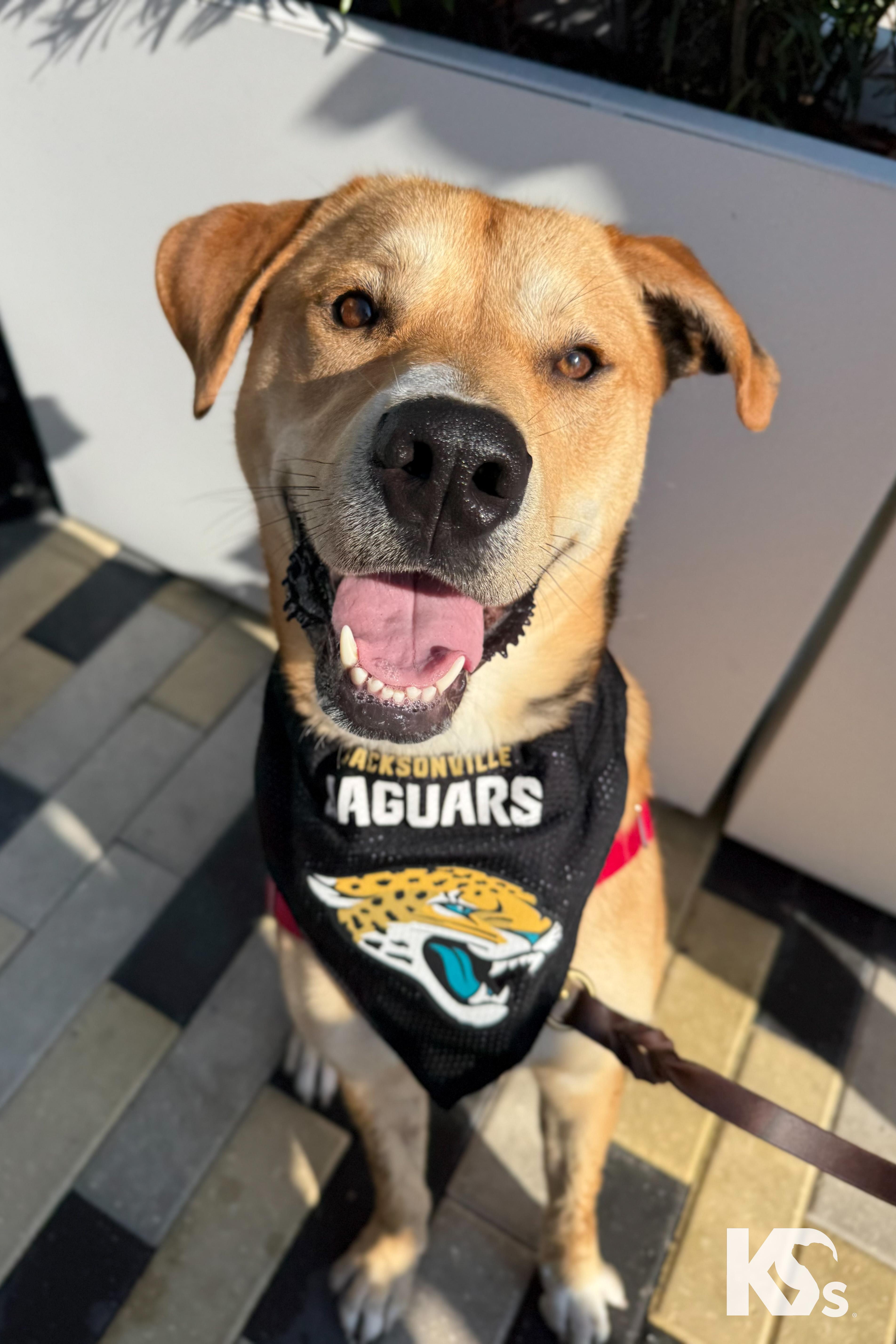 Enlarge Murray, a Adopted mixed breed in Ponte Vedra, FL image 4/5