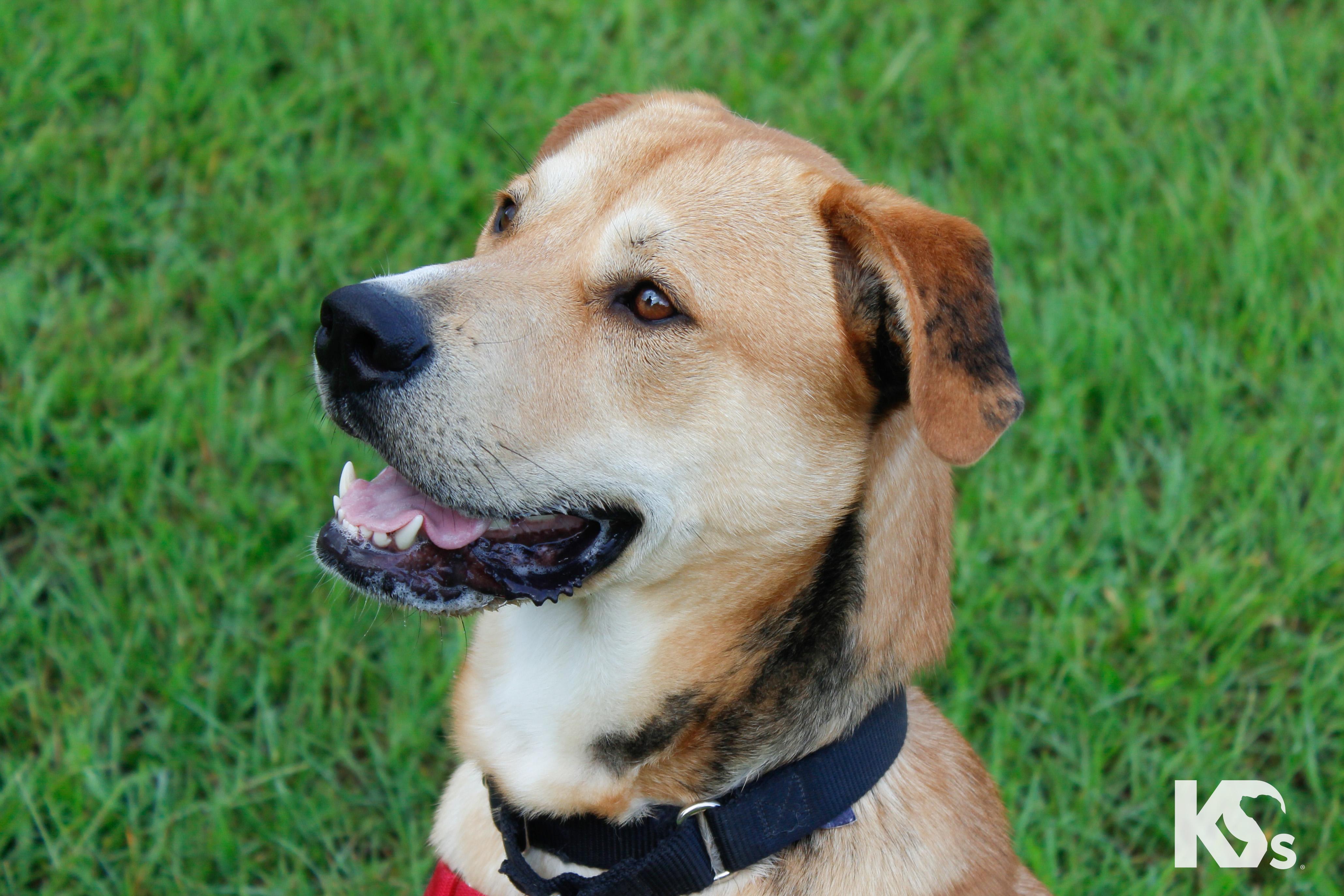 Enlarge Murray, a Adopted mixed breed in Ponte Vedra, FL image 3/5