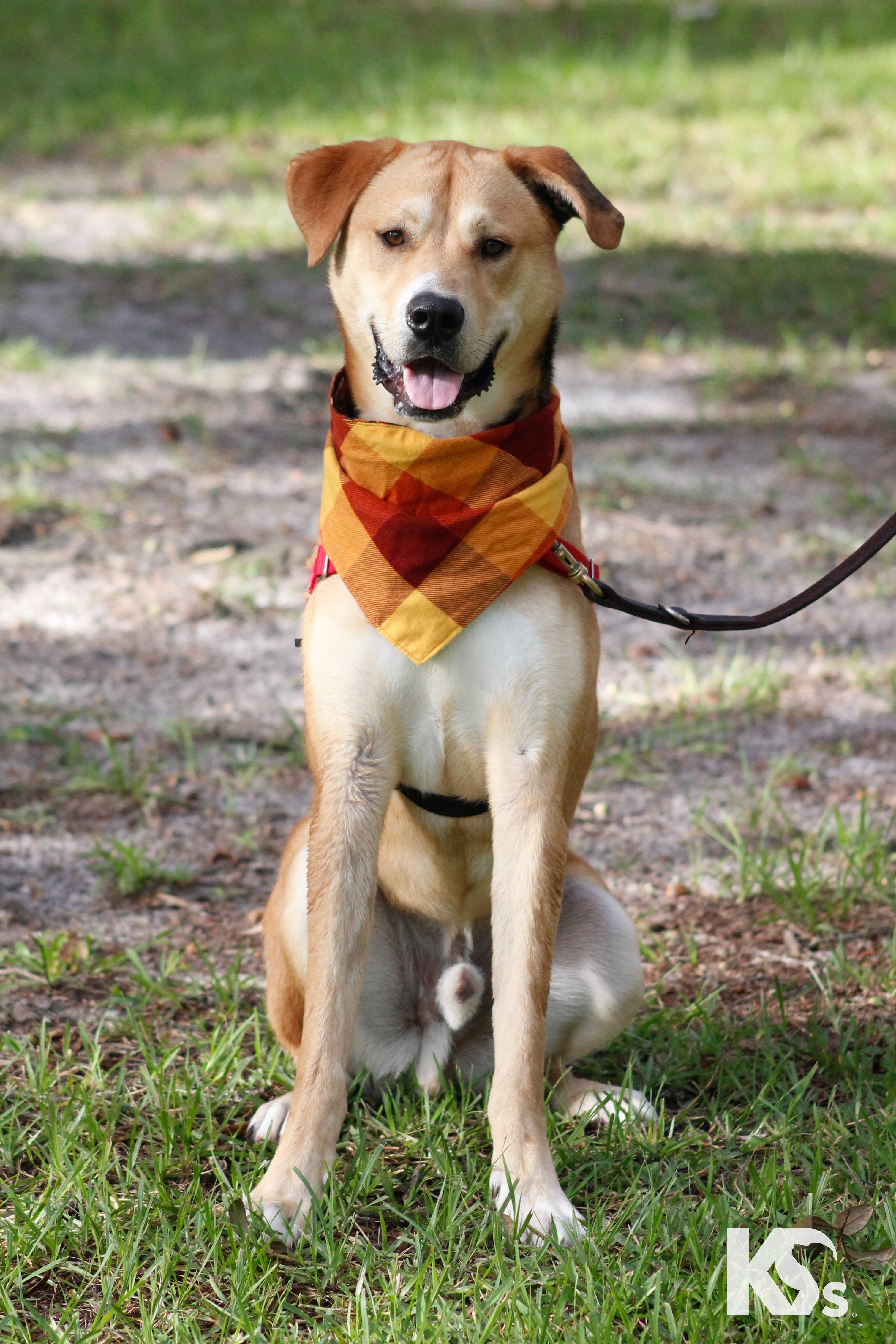 Enlarge Murray, a Adopted mixed breed in Ponte Vedra, FL image 2/5