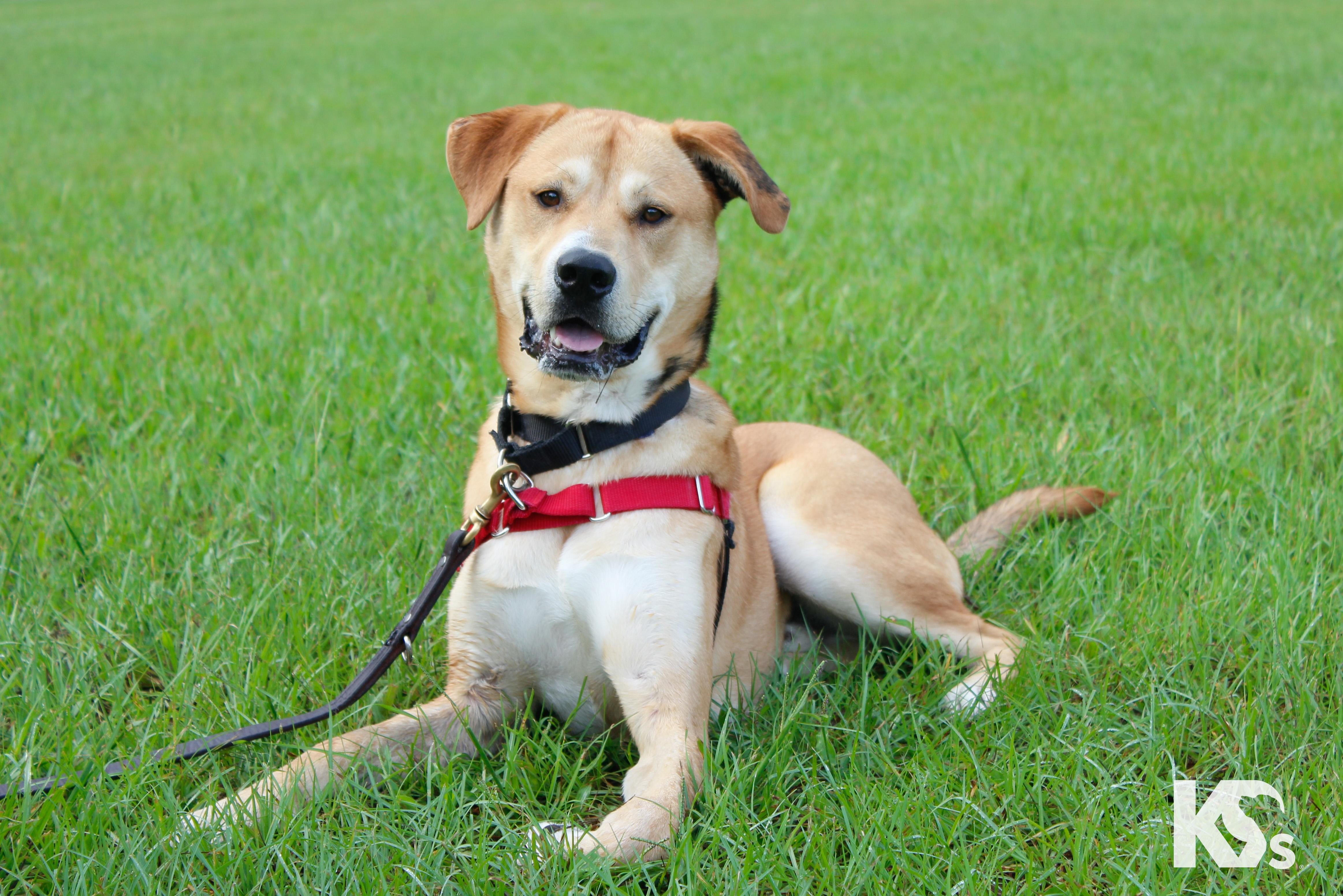 Enlarge Murray, a Adopted mixed breed in Ponte Vedra, FL image 5/5