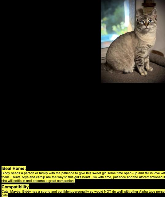 Biddy, Adopted, Adult Female Domestic Short Hair.