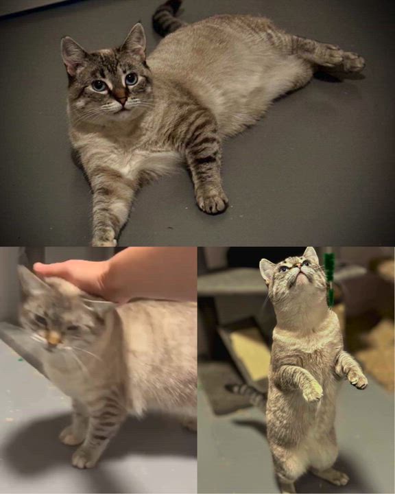 Enlarge Biddy, a Adopted Domestic Short Hair in Nanaimo, BC video 3/3