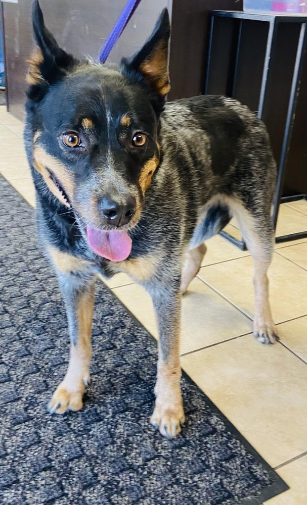 Enlarge Summer, an adopted Australian Cattle Dog / Blue Heeler in Palatine, IL image 3/3