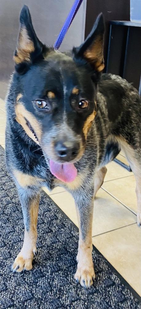 Enlarge Summer, an adopted Australian Cattle Dog / Blue Heeler in Palatine, IL image 2/3