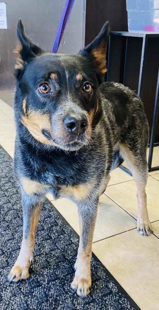 Summer, adopted, Adult Female Australian Cattle Dog / Blue Heeler.