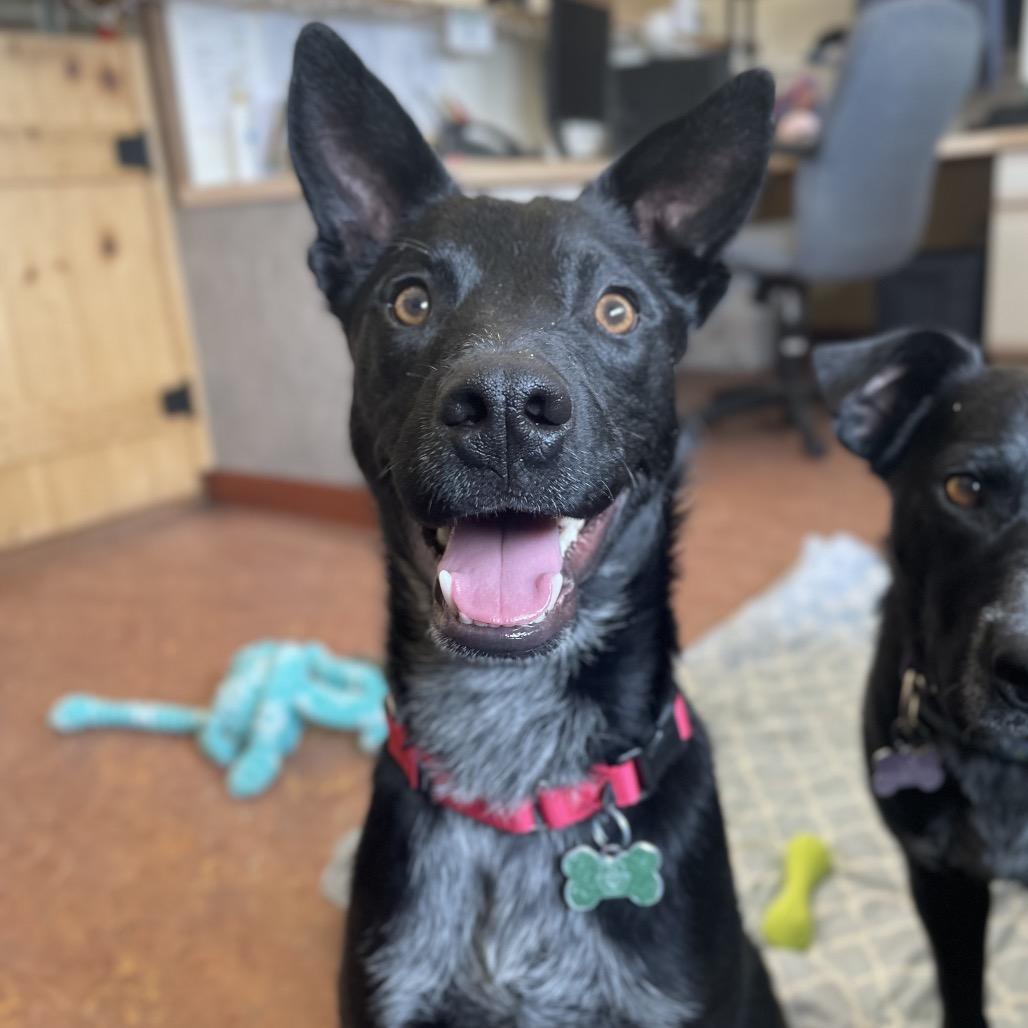 Enlarge Yang, a Adoptable mixed breed in Glenwood Springs, CO image 1/5