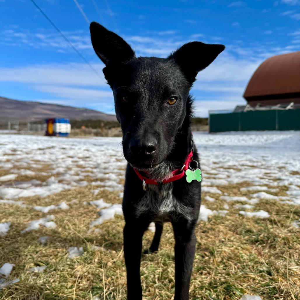 Enlarge Yang, a Adoptable mixed breed in Glenwood Springs, CO image 2/5